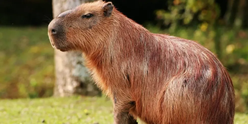 Situação aconteceu na região do Parque Barigui, em Curitiba