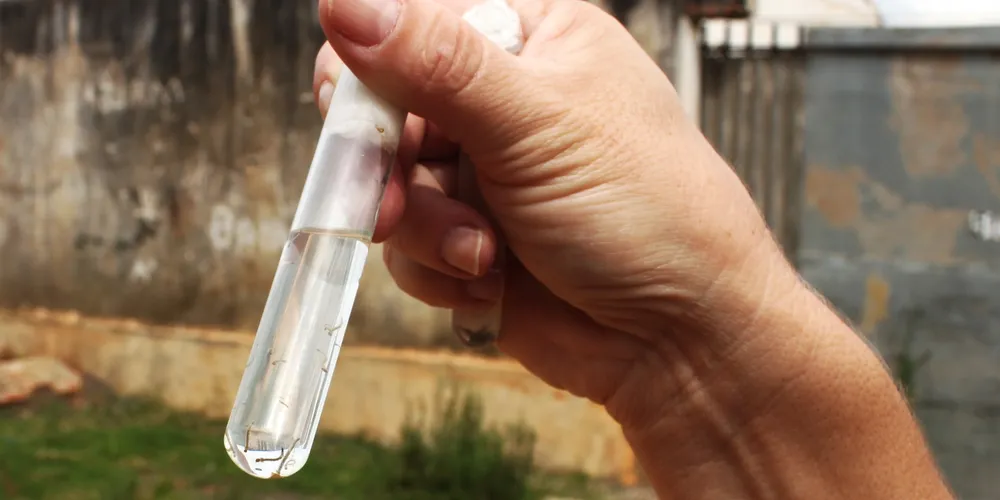 Vírus não circula de forma predominante no Brasil desde 2008