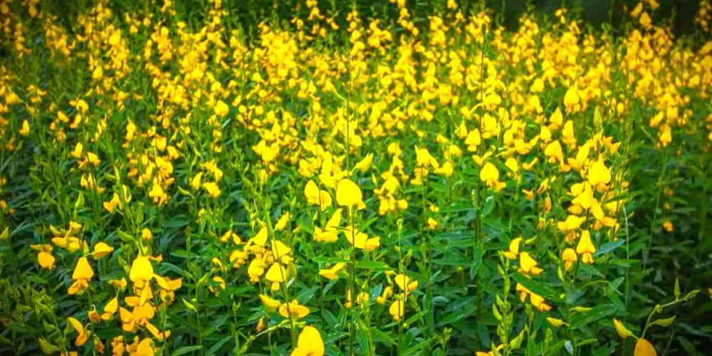 Crotalária é considerada tóxica para animais e humanos, conforme Secretaria de Meio Ambiente