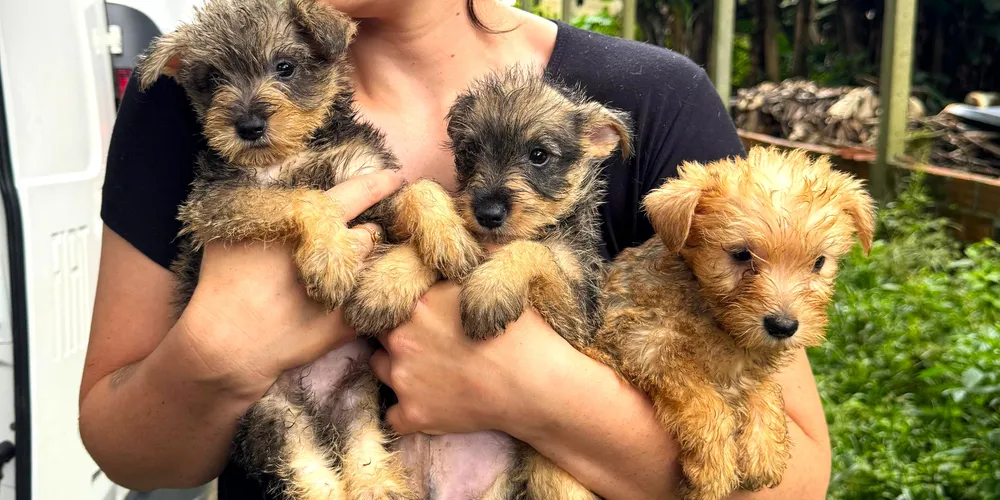 Cães foram resgatados no município de Bocaiúva do Sul, na RMC
