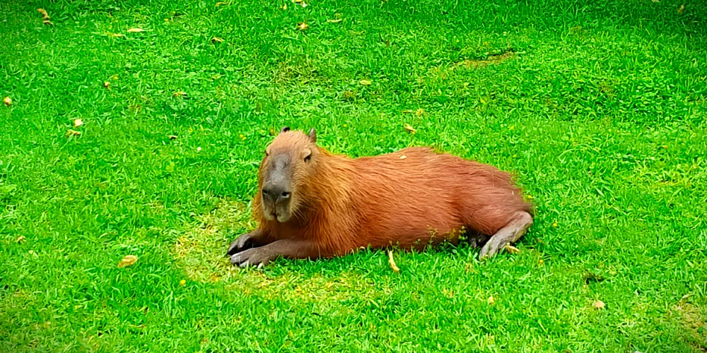 Bicho foi visto por moradores, que acionaram a Secretaria do Meio Ambiente
