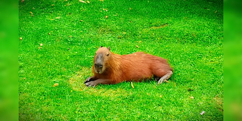 Bicho foi visto por moradores, que acionaram a Secretaria do Meio Ambiente