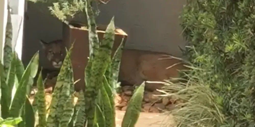 Condomínio fica localizado no Jardim Monte Cristo, em Paranavaí