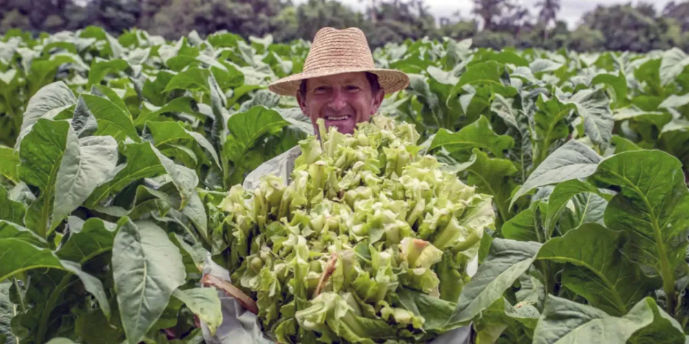 São João do Triunfo é a cidade que mais produz fumo no Brasil. Rio Azul é a 2ª maior produtora do Paraná
