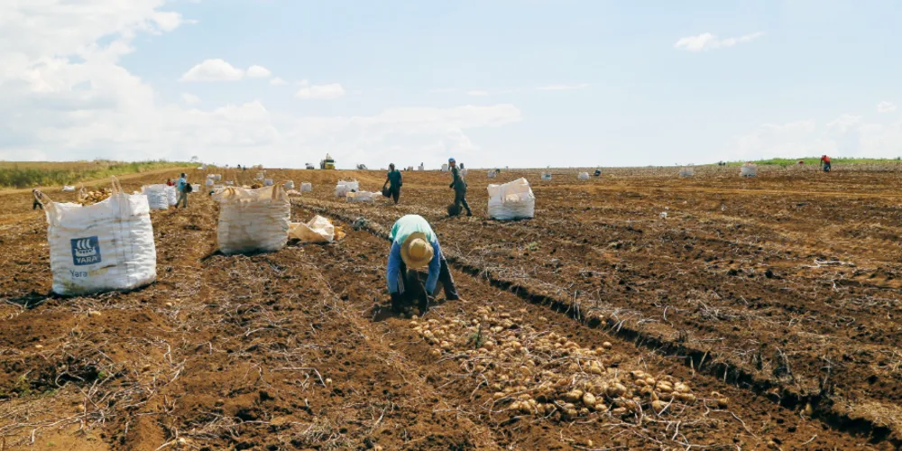 Agricultura é influenciada diretamente pelo clima, que é imprevisível, e impacta na atividade dos trabalhadores