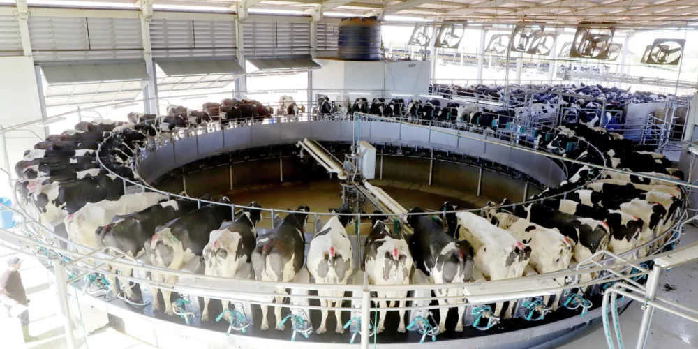 Castro tem o maior rebanho de gado leiteiro do Brasil, com um total de 53,4 mil animais