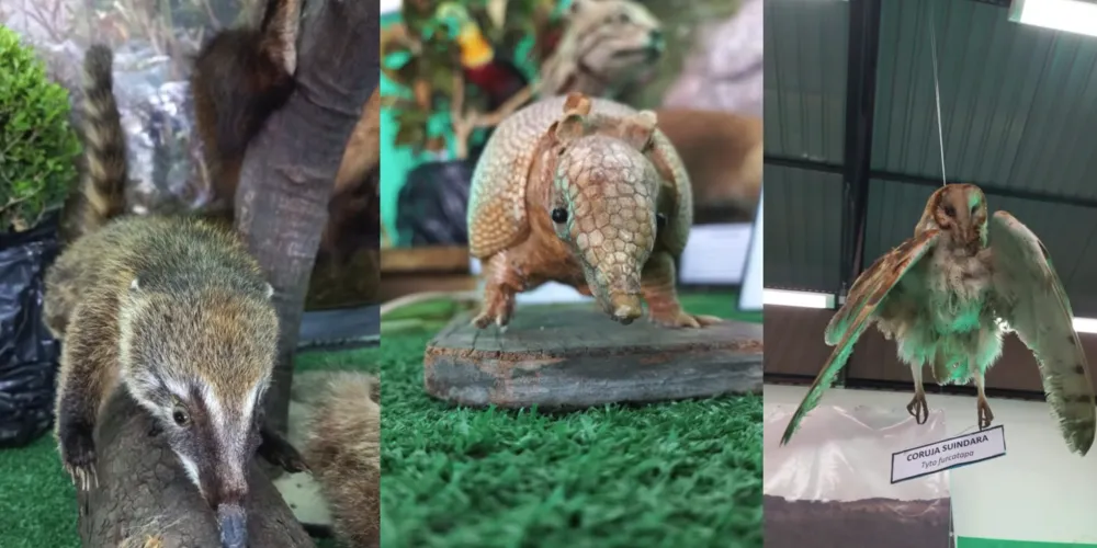 No domingo (26), visita pode ser feita das 13h às 17h