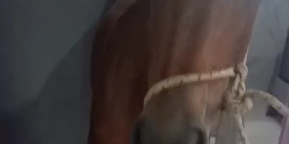 Animal foi localizado dentro de uma casa