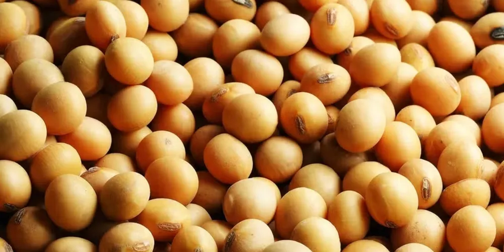 Demanda interna por soja deve crescer em 2025, segundo Anec