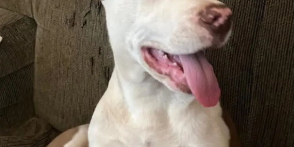 Apollo é um Pit Bull de apenas 10 meses