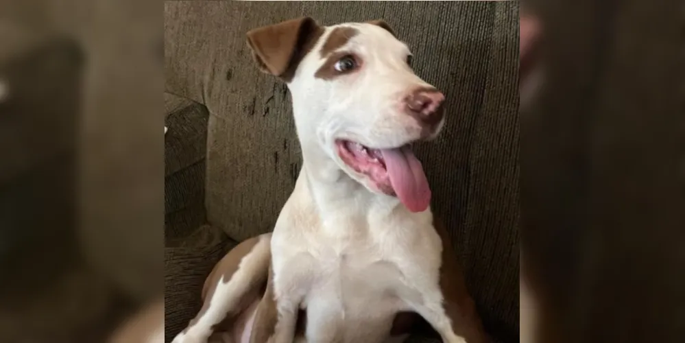 Apollo é um Pit Bull de apenas 10 meses