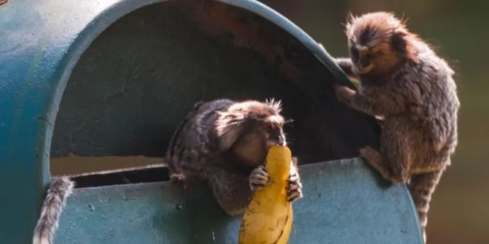 A mulher foi mordida por um sagui em 28 de novembro