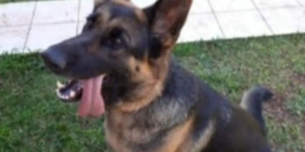 Gaia desapareceu na região da Vila Marina