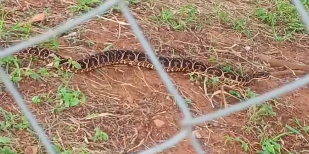 A cobra urutu-cruzeiro é muito venenosa