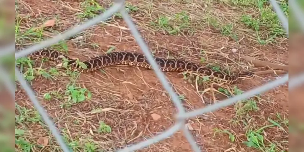 A cobra urutu-cruzeiro é muito venenosa