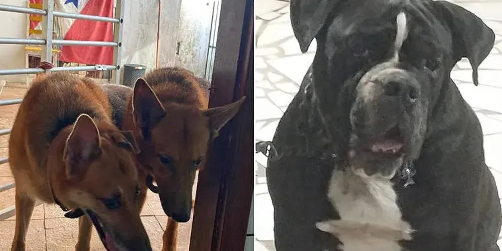 O buldogue Bruce e os pastores-alemães Thor e Kira estavam sob responsabilidade de uma empresa especializada nesse tipo de transporte