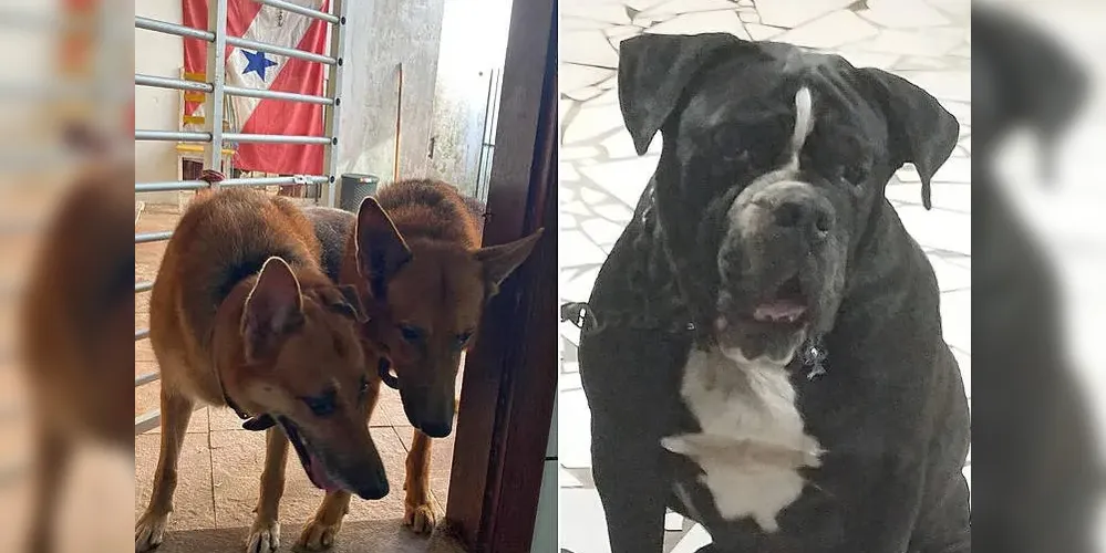 O buldogue Bruce e os pastores-alemães Thor e Kira estavam sob responsabilidade de uma empresa especializada nesse tipo de transporte