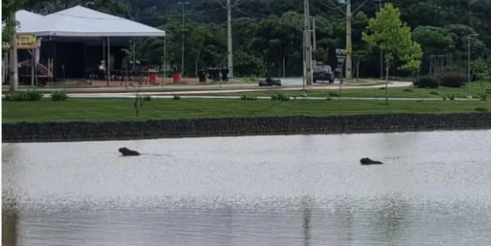 Moradores flagram nova capivara no Lago de Olarias