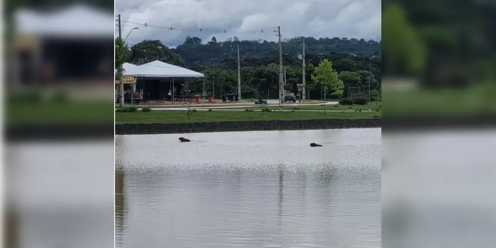 Moradores flagram nova capivara no Lago de Olarias