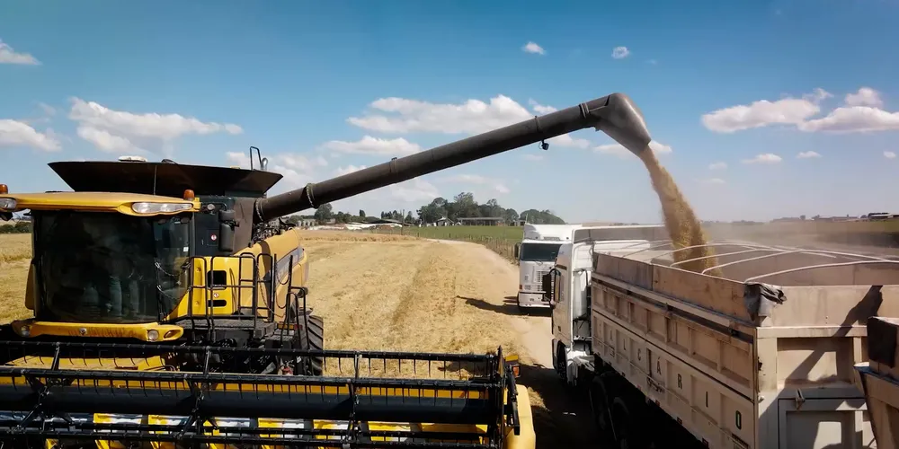 Perspectiva é de aumento na produtividade da cevada a partir dessa safra 2025