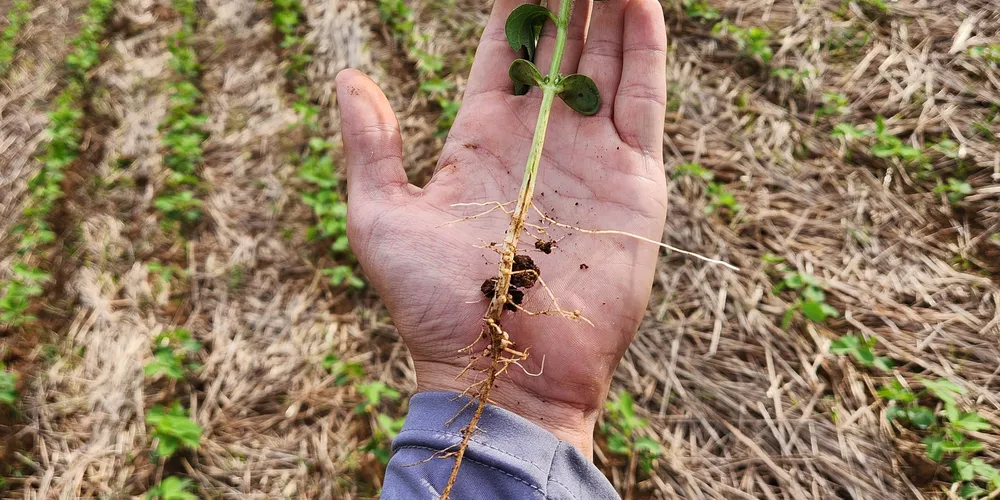 As boas práticas adotadas fazem a planta ter um enraizamento maior, a tornando mais resistente em condições adversas e reduzindo a erosão