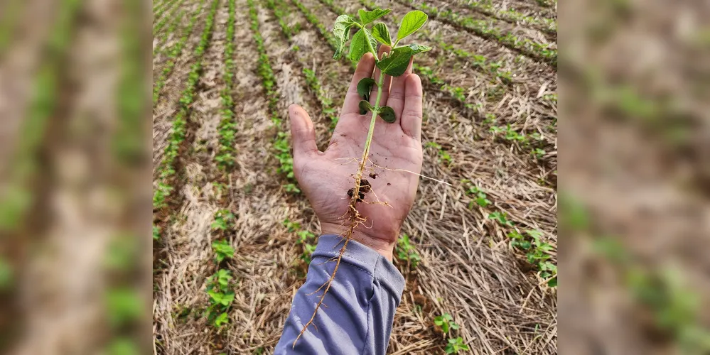 As boas práticas adotadas fazem a planta ter um enraizamento maior, a tornando mais resistente em condições adversas e reduzindo a erosão