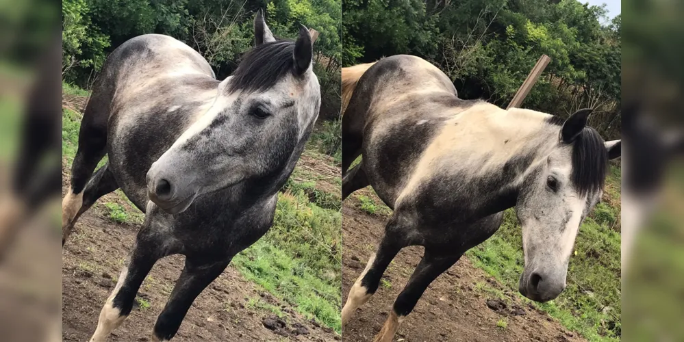 Cavalo foi visto pela última vez na noite de segunda-feira (02)