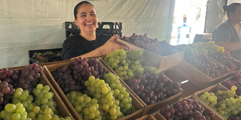 É possível adquirir uvas das variedades Niágara Rosada, Niágara Branca, Bordô e Preta