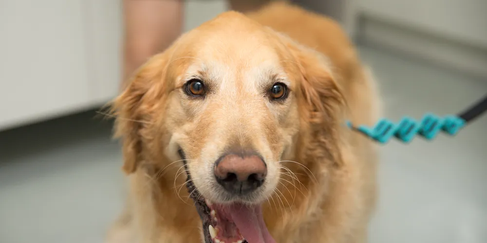 O barulho intenso pode causar estresse, medo e até colocar a vida dos pets em risco