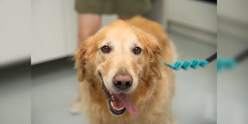 O barulho intenso pode causar estresse, medo e até colocar a vida dos pets em risco