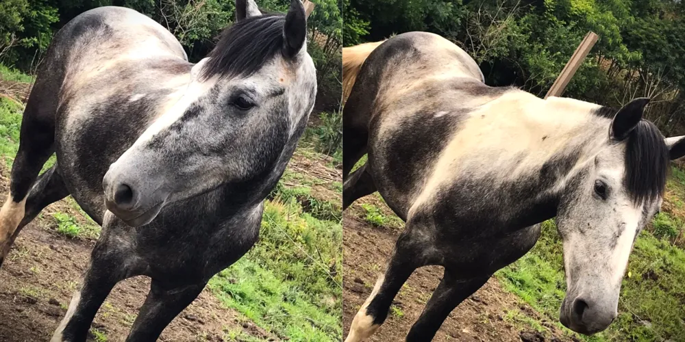 'Veio', como é chamado, é o principal companheiro de uma criança