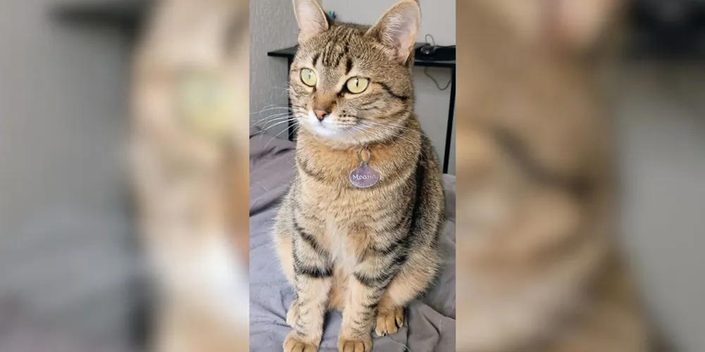 Gata possui placa de identificação