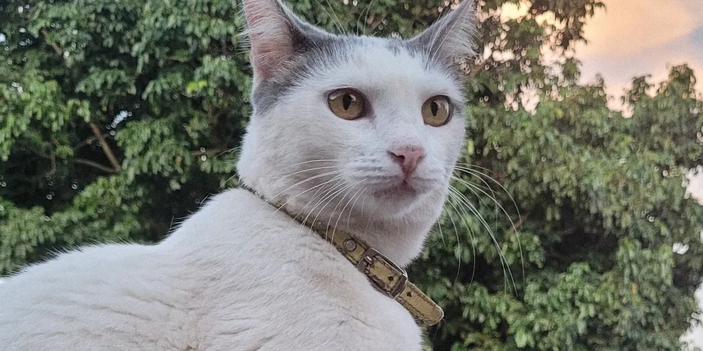 Ferramenta poderá ser acessada pela conta Gov.br