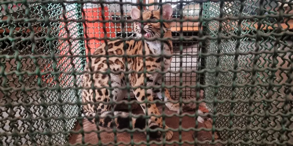 Gato-maracajá irá passar por avaliação médico do Instituto Água e Terra