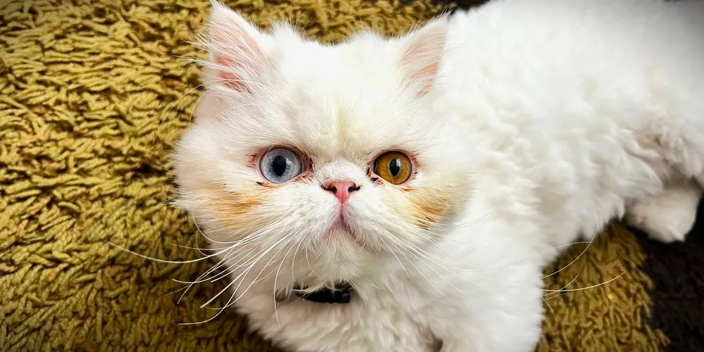 Nala desapareceu no último sábado (7), em Ponta Grossa