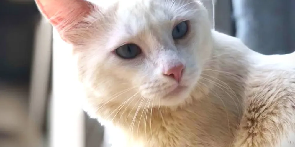 Apollo tem pelagem branca e olhos em tons de azul-claro