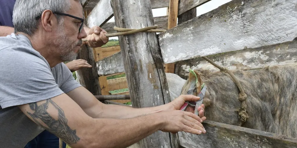 Criadores interessados devem procurar a SEAGRO para agendamento e mais informações