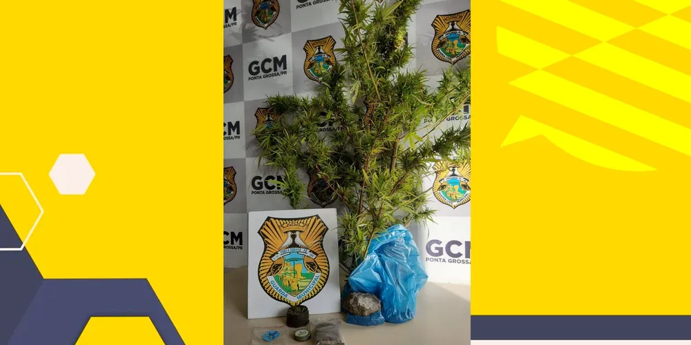 Planta foi localizada na residência de um dos suspeitos