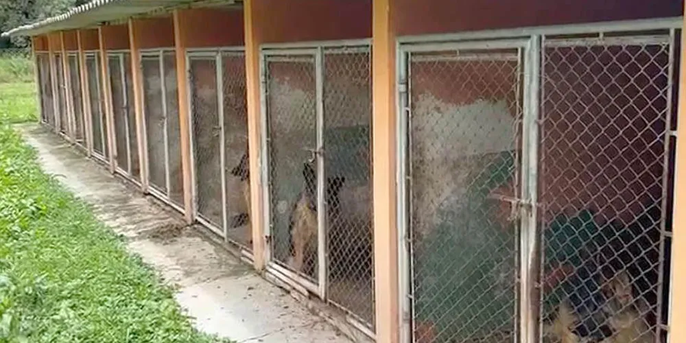 Cães estavam confinados em gaiolas, onde permaneciam em meio a fezes e urina, sem acesso à água ou comida