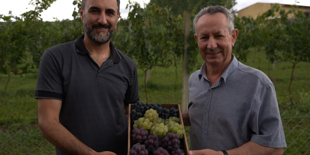 Produtores locais já estão se preparando para a comercialização da uva. Serão ofertadas as variedades Niágara (branca e rosada), Bordô e Preta