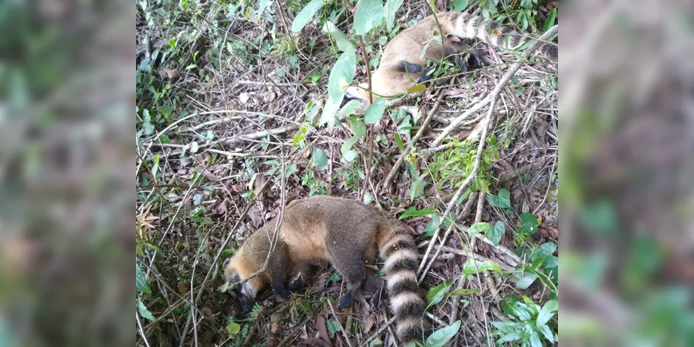 Quatis foram encontrados mortos na localidade de Bela Vista do Papuã