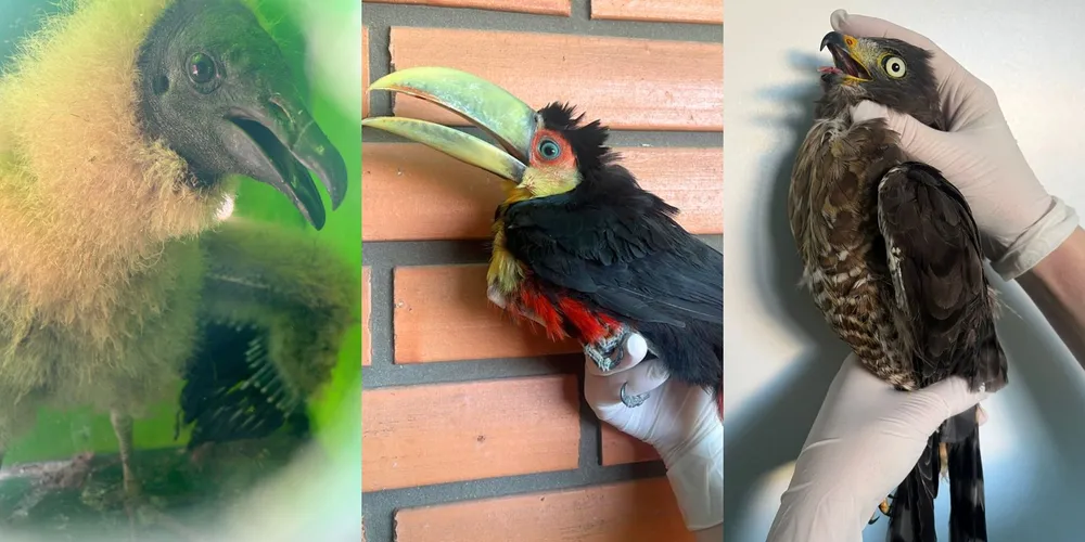 Urubu (esquerda), tucano-de-bico-verde (centro) e gavião-carijó (direita)
