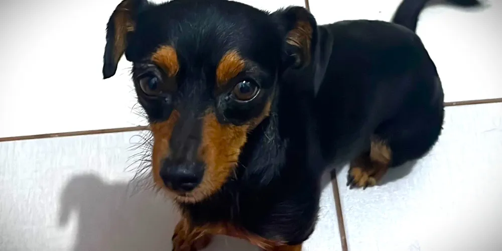 'Rubi' tem seis anos, porte pequeno e pelo preto comprido