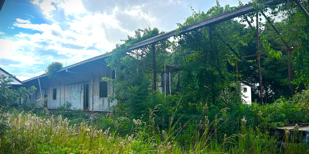 Vegetação já tomou conta das estruturas que faziam parte da antiga Rede Ferroviária