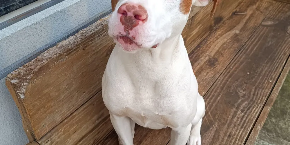 Tutor chegou a realizar buscas pelo bairro, mas não conseguiu localizar o cão