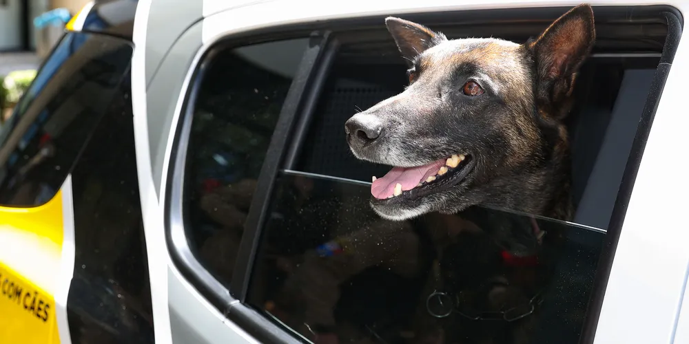 Cães e viaturas serão utilizadas a partir de janeiro, primeiramente no 'Verão Maior Paraná'