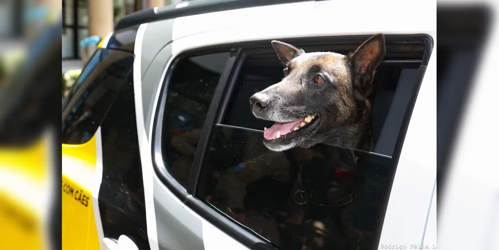 Cães e viaturas serão utilizadas a partir de janeiro, primeiramente no 'Verão Maior Paraná'