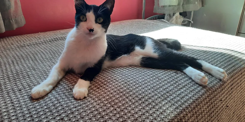 Theo desapareceu nessa terça-feira