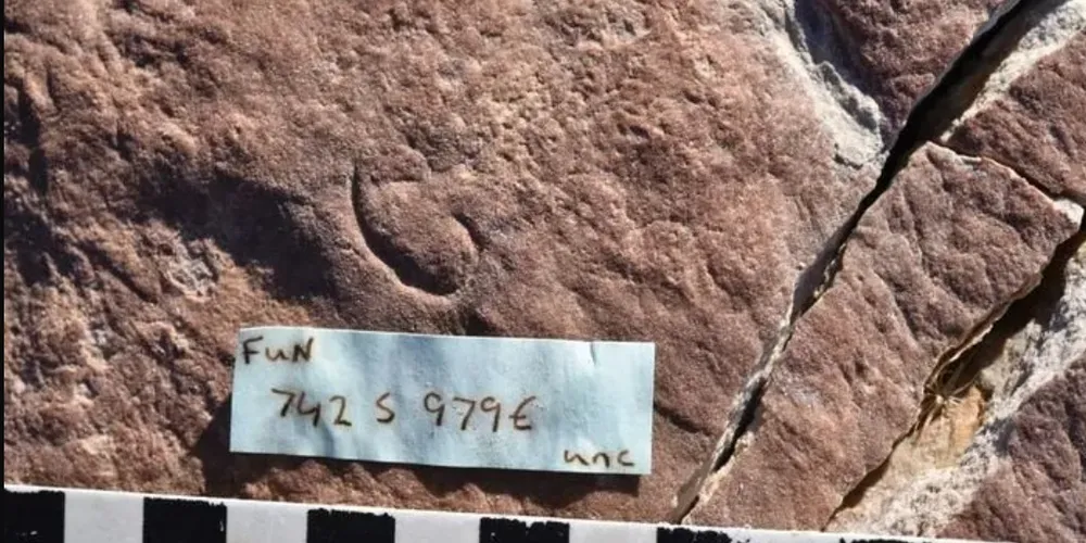 Os ecdisozoários deram origem a espécies de insetos, crustáceos e nematoides