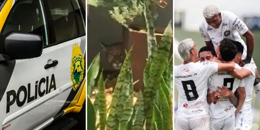 PM prende homem que manteve ex-funcionária em cárcere em PG; Onça-parda é resgatada dentro de condomínio no Paraná e mais